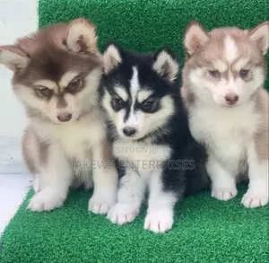 1-3 months Female Purebred Siberian Husky