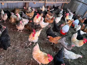 3 Days Old Chicks