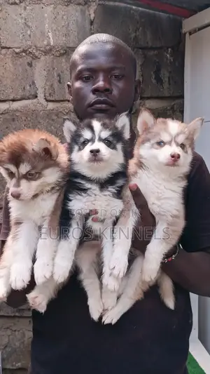 1-3 months Male Purebred Siberian Husky