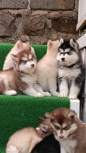 1-3 months Female Purebred Siberian Husky