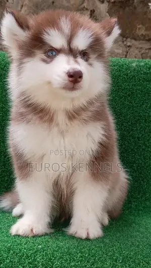 1-3 months Male Purebred Siberian Husky