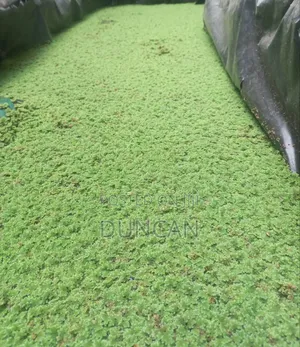 Azolla Pinnata