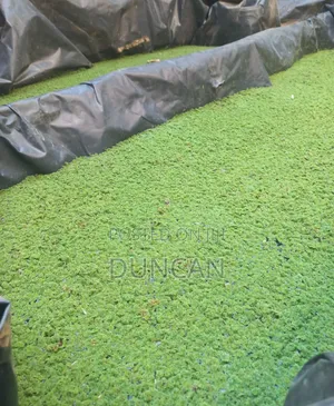 Azolla Pinnata
