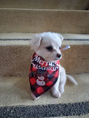 3-6 months Male Purebred Maltese