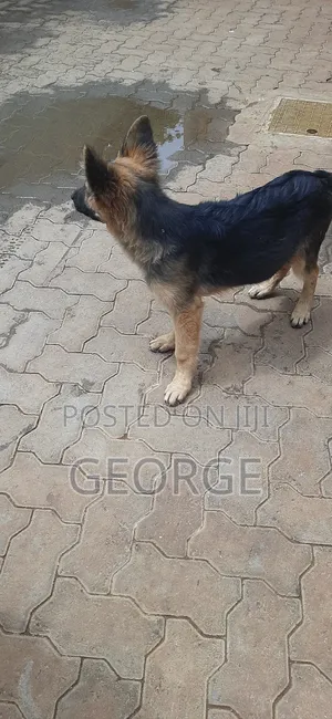 1-3 months Female Purebred German Shepherd