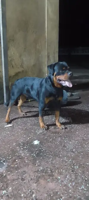 1+ year Male Purebred Rottweiler