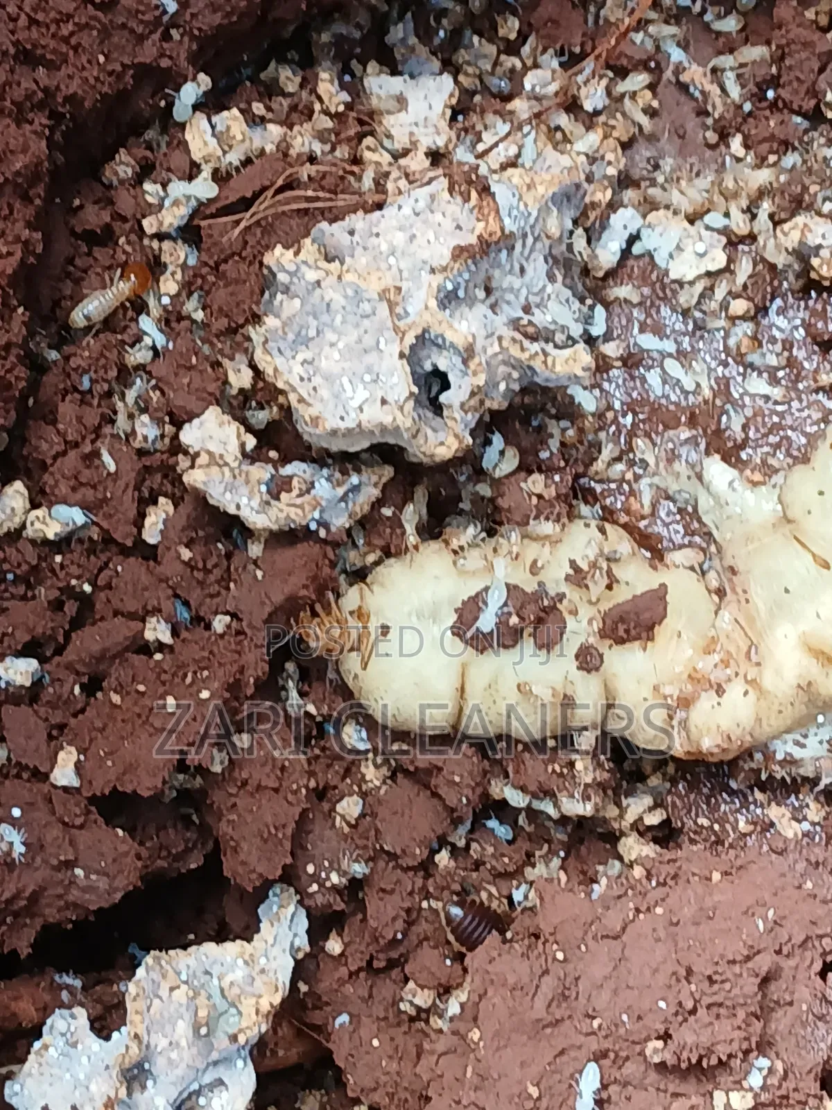 Termites Pest Control Experts