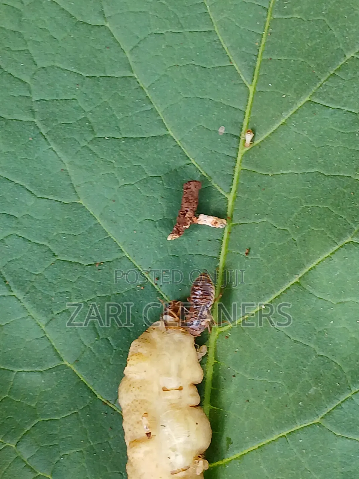 Termites Pest Control Experts