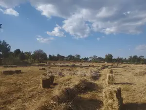 High Quality Dry Hay