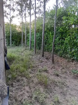 Developer's Dream: Unlock the Potential of Half an Acre in Chuna!