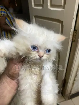 1-3 months Female Purebred Persian