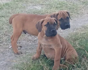 1-3 months Male Purebred Boerboel