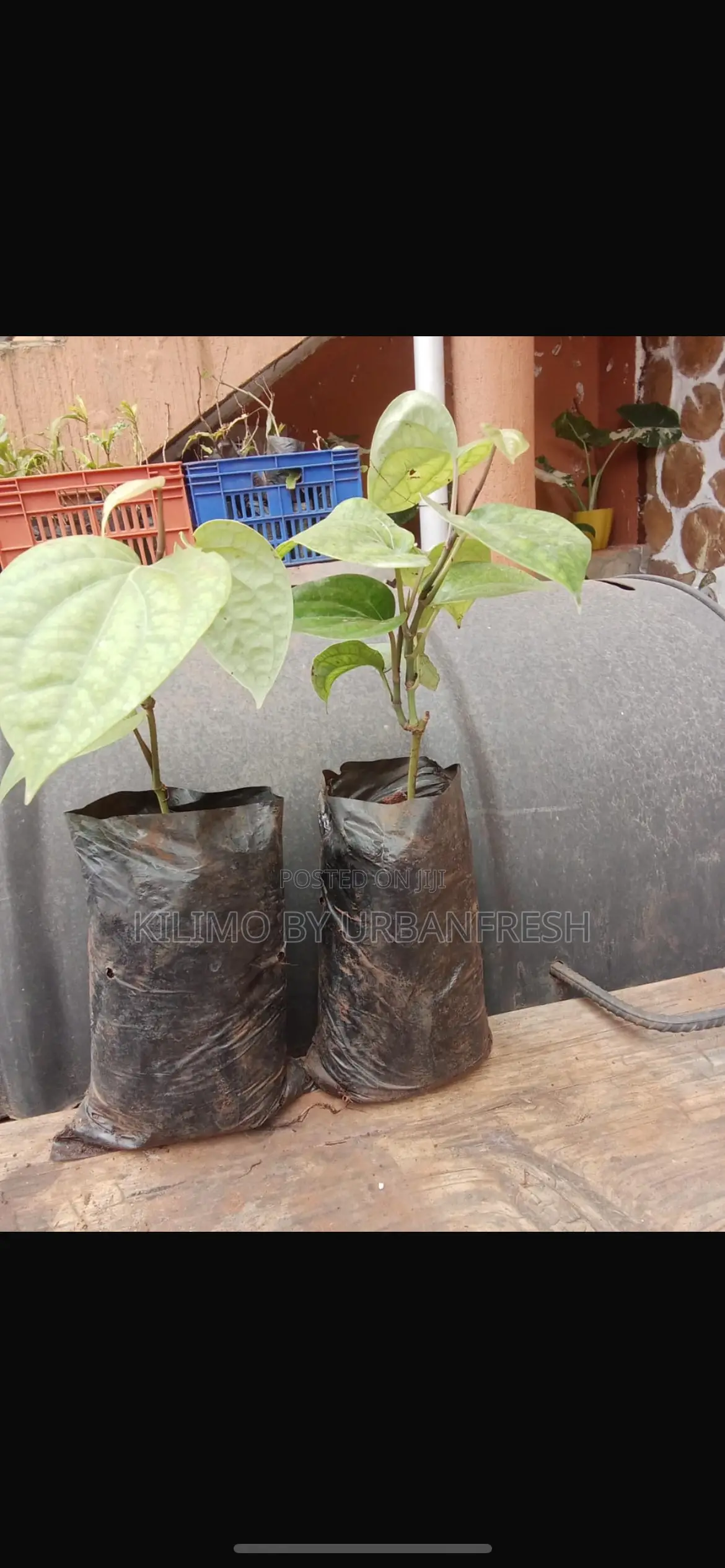 Black Pepper Seedling.