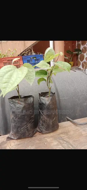 Black Pepper Seedling.