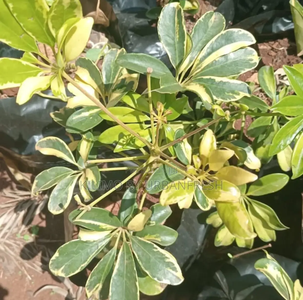 Variegated Dwarf Umbrella Tree Seedlings.