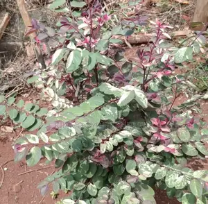 Breynia Disticha / Snow Bush Shrub Seedling.