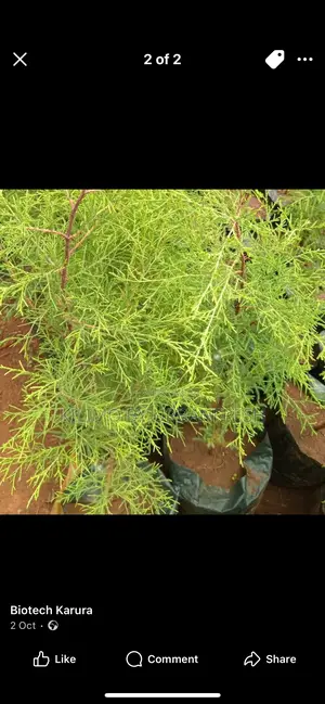 Mexican Cypress Tree Seedling.