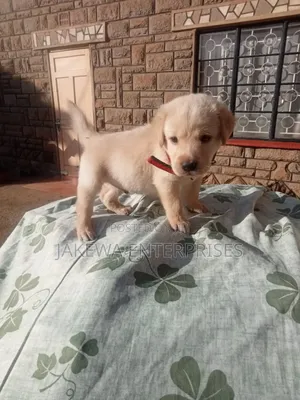 1-3 months Male Purebred Labrador Retriever