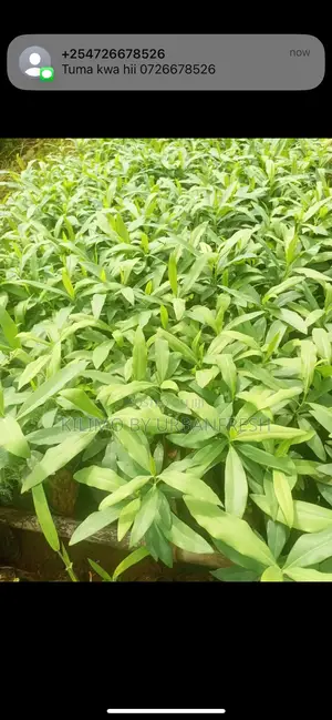 Warburgia Ugandensis ( Muthiga ) Tree Seedlings Moq 30.
