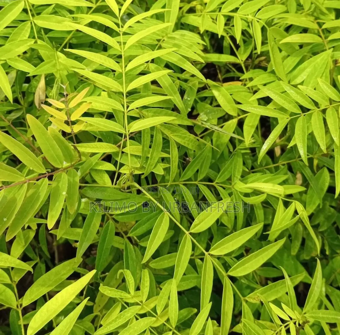 American Cassia Tree Seedlings.