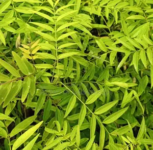 American Cassia Tree Seedlings.
