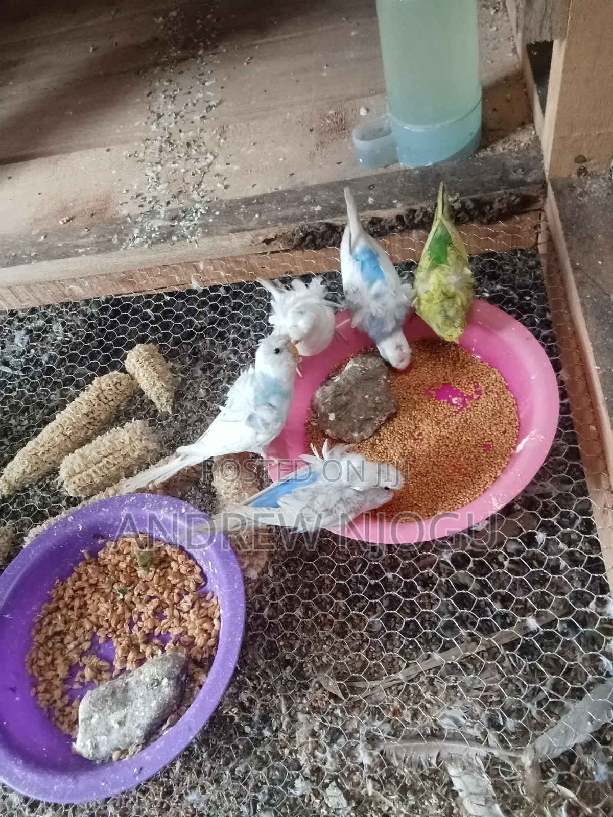 Flower Budgies Available