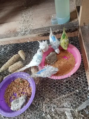 Flower Budgies Available