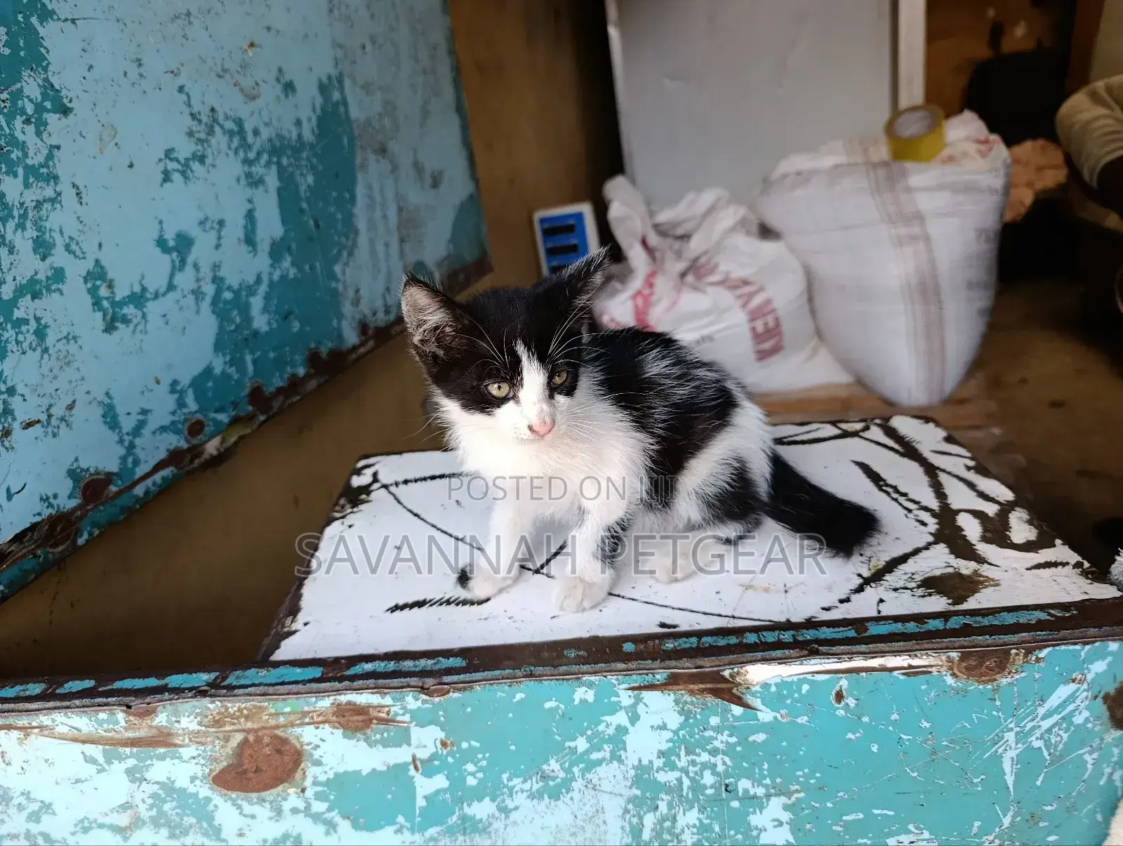 3-6 months Female Mixed Breed Tabby