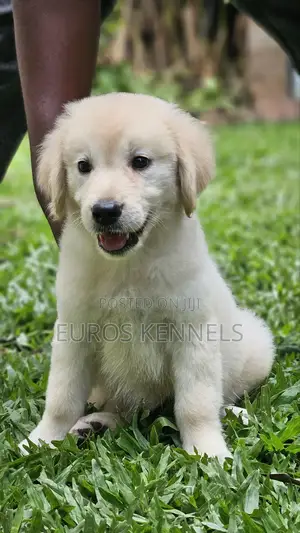 1-3 months Male Purebred Golden Retriever