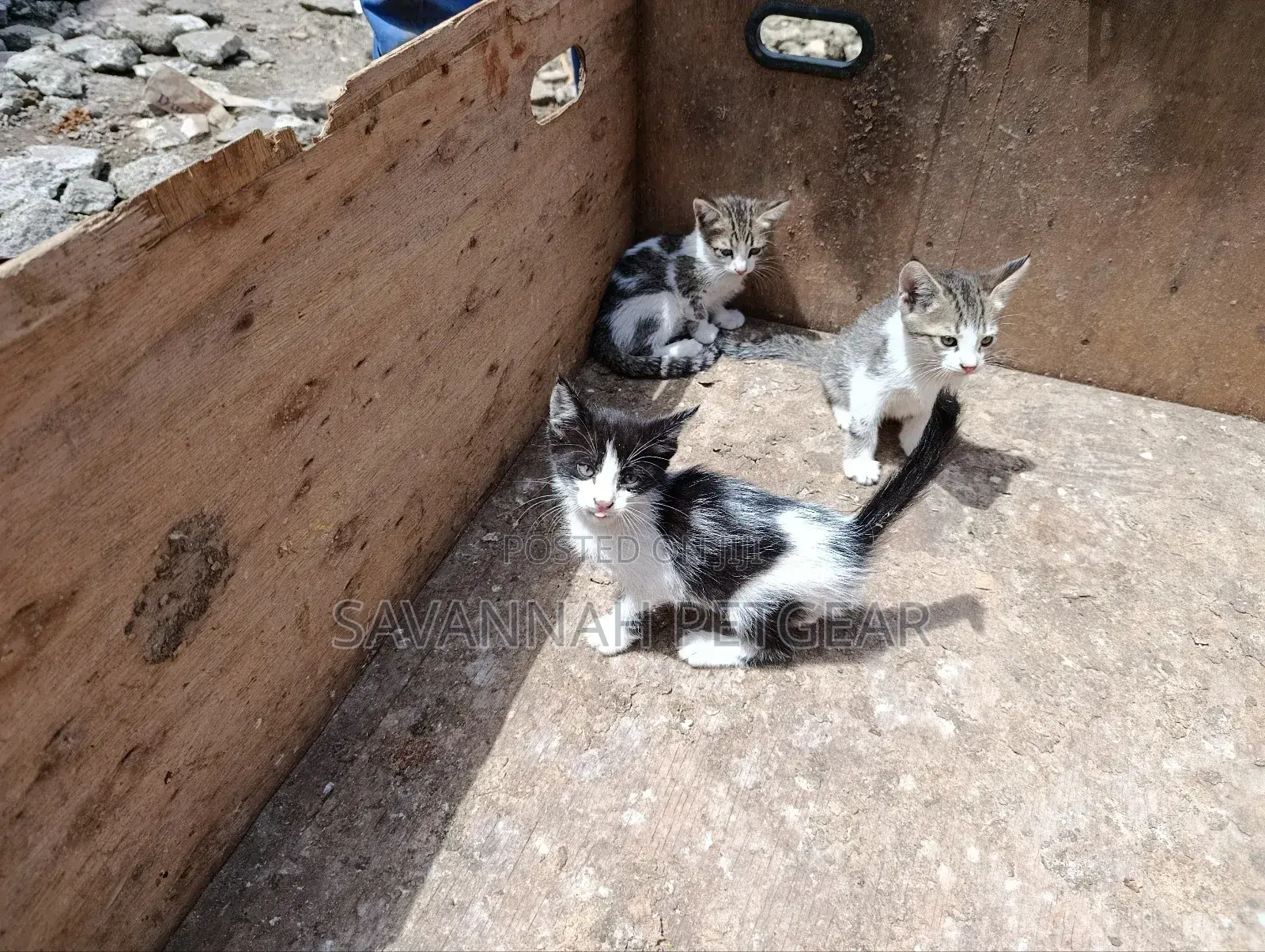 3-6 months Female Mixed Breed Tabby