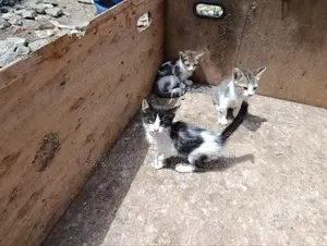 3-6 months Female Mixed Breed Tabby
