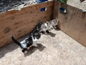 3-6 months Female Mixed Breed Tabby