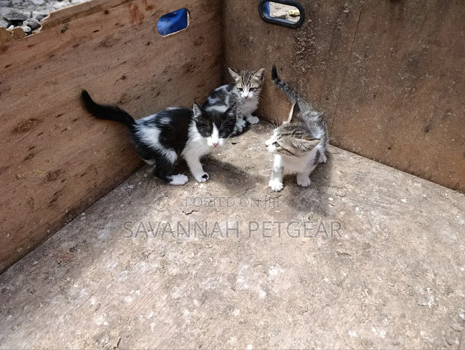 3-6 months Female Mixed Breed Tabby