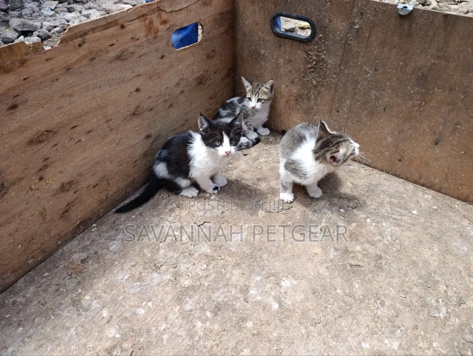 3-6 months Female Mixed Breed Tabby