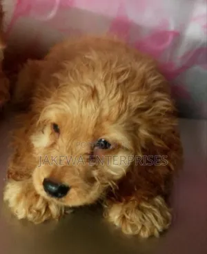 1-3 months Male Purebred Cockapoo