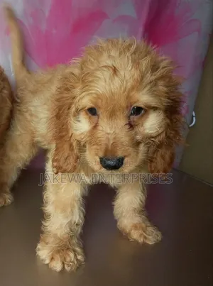 1-3 months Male Purebred Cockapoo