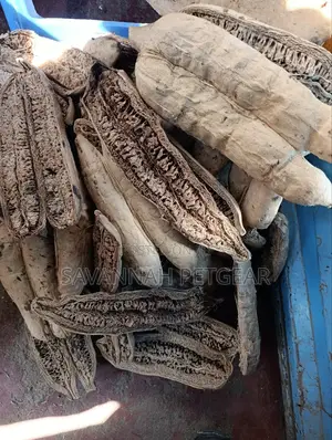 The Sausage Tree (Kigelia Africana) Dried Treated Fruits- Large Size