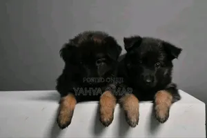 1-3 months Male Purebred German Shepherd