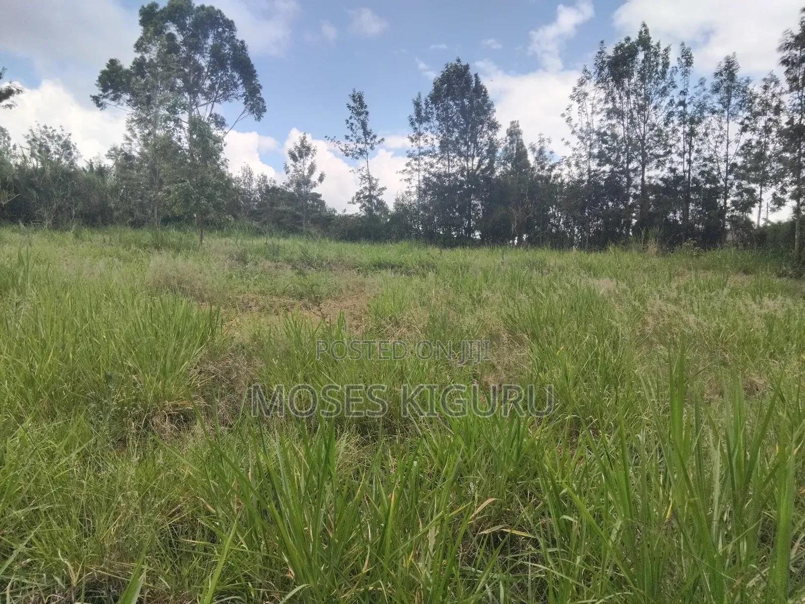 Mugutha 1/4 Plots