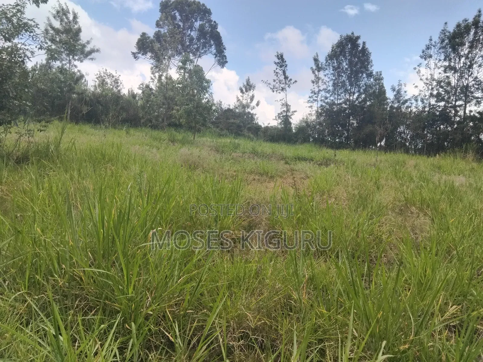 Mugutha 1/4 Plots