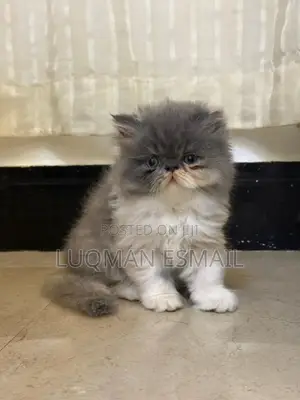 1-3 months Male Purebred Persian