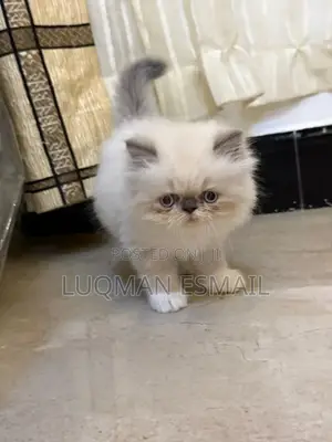 1-3 months Female Purebred Persian