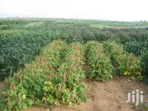 2 Acres Settlement and Agricultural/Farming Land