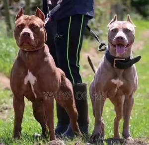 0-1 month Male Purebred American Pit Bull Terrier