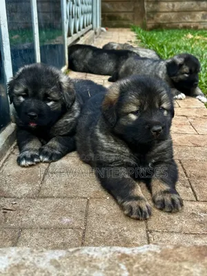 1-3 months Female Purebred Caucasian Shepherd