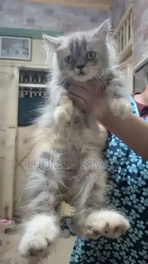 3-6 months Female Purebred Persian