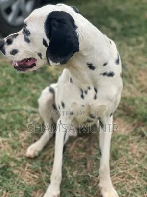 1+ year Male Mixed Breed Dalmatian