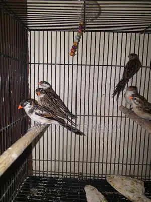 Pin-Tailed Whydah Finches