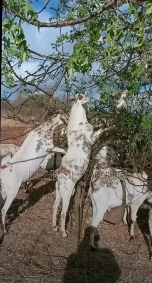 Galla Goats for Sale
