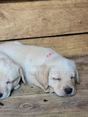 1-3 months Male Purebred Labrador Retriever
